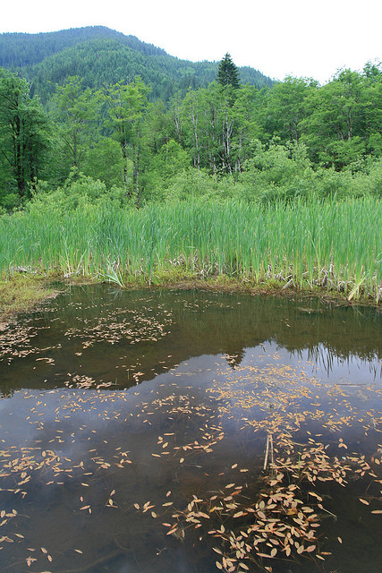 Wildwood Recreation Area ripped from the 'net.